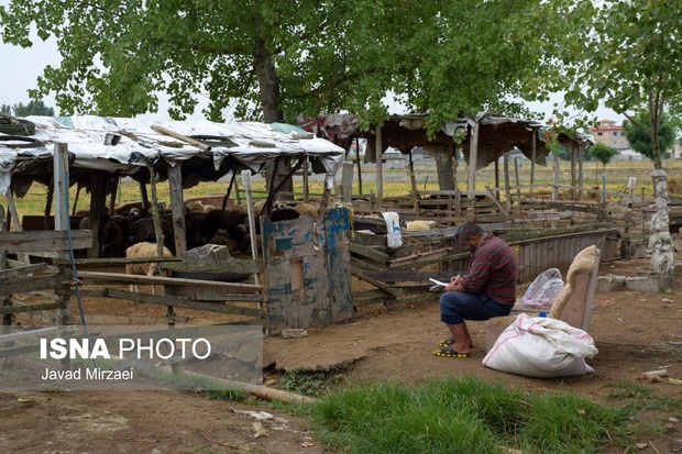 بازار فروش دام زنده در آستانه عید قربان در مازندران