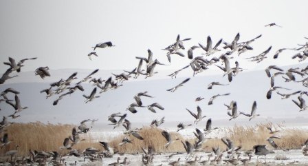 تالاب میقان اراک جزو 105 منطقه مهم پرندگان در شبکه جهانی تنوع زیستی است