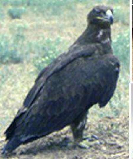 نجات جان یک بهله عقاب نابالغ در محمودآباد
