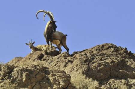 رشد 12 درصدی جمعیت کل و بز وحشی در منطقه حفاظت شده البرز جنوبی