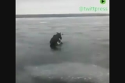  نجات گوزن از روی رودخانه یخ زده 