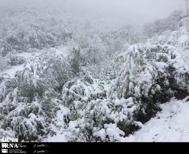 برف به حدود 1500 هکتار از باغ های میوه رامسر خسارت زد