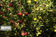 رایزنی برای توسعه صادرات سیب از طریق اتحادیه‌های بین‌المللی