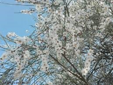 بادامستانهای سامان به شکوفه نشست