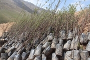 برنامه کشت پاییزه نهال در استان مرکزی متاثر از تغییرات اقلیم است