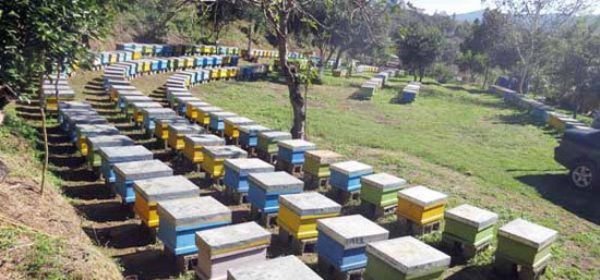 ممنوعیت جابجایی کندوهای عسل، آغاز سرشماری کلنی ها