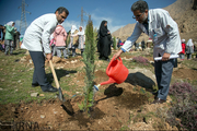 منابع طبیعی جنوب کرمان مردم را برای درختکاری دعوت کرد