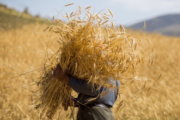 17500 تن گندم از کشاورزان قمی به صورت تضمینی خریداری شد