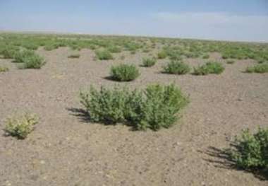 اعضای شرکت تعاونی کشاورزی کویر میاندشت اسفراین به 271 نفر رسید