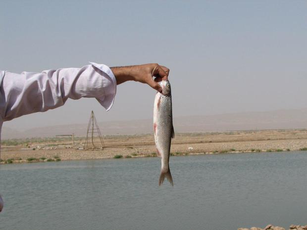 پرورش ماهی در آبهای شور یزد  رهاسازی 30 هزار قطعه بچه ماهی در استان