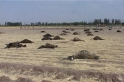 ۱۰۰ راس گوسفند در بویین زهرا تلف شدند