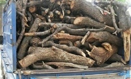 کشف یک تن چوب قاچاق بلوط در شهرستان کیار
