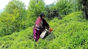 مصرف سرانه 1 5 کیلویی چای در هر خانوار ایرانی  چای منبع درآمد 100 هزار خانوار شمال کشور
