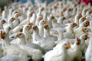 2 دستگاه کامیونت حامل مرغ زنده قاچاق در ایرانشهر توقیف شدند