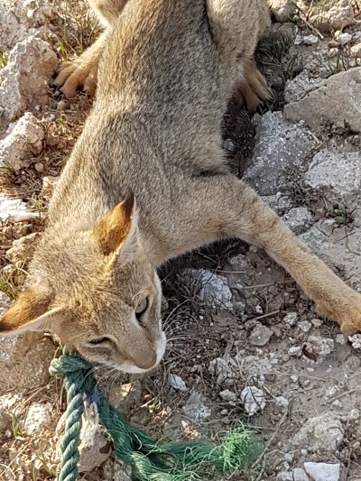 نجات یک قلاده گربه جنگلی در دشتی بوشهر