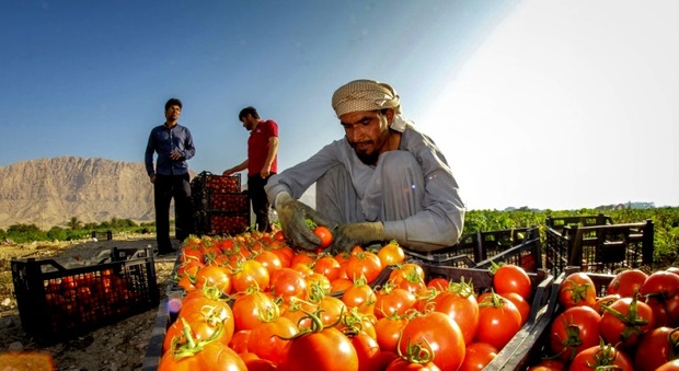 صادرات گوجه عرضه و تقاضا را برهم می زند