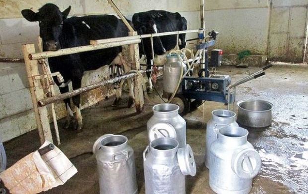 روزانه 100 تن شیر در خراسان جنوبی تولید می شود