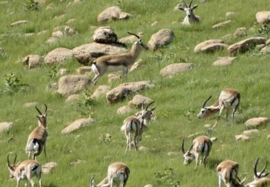 دشت قراویز در سرپل‌ذهاب تنها زیستگاه آهوی ایرانی در غرب کشور است