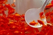 ماهی های قرمزی که نباید آنها را بخرید/ چند توصیه بهداشتی در مورد ماهی عید