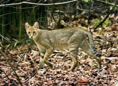 رهاسازی یک قلاده گربه جنگلی در طبیعت سیاه چال فومن