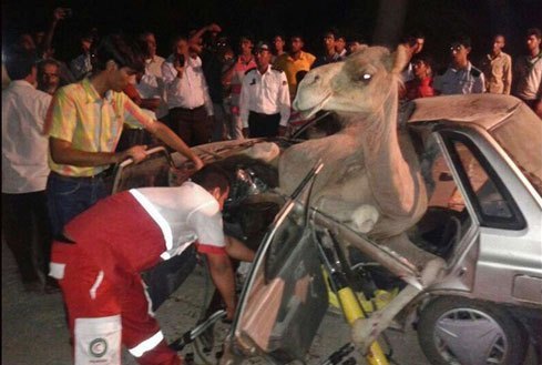 شتر راننده پراید را در محور تبریز - ارومیه کشت