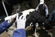 29 هزار راس گاو در آبیک برای شناسایی تب مالت خونگیری شدند