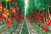 11 هزار تن گوجه فرنگی گلخانه ای از آذربایجان شرقی صادر شد
