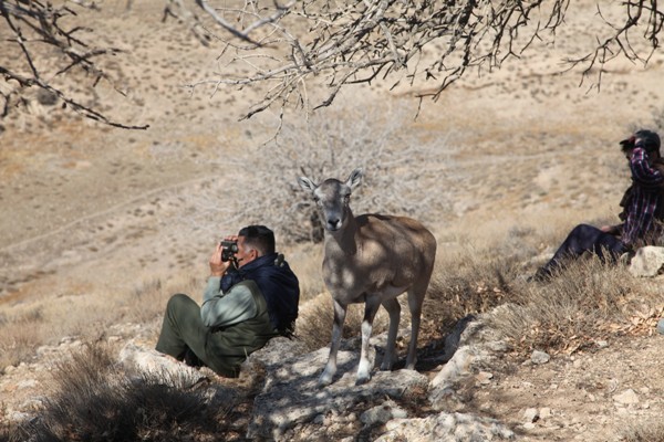 اجرای برنامه سرشماری وحوش در جزایر پارک ملی دریاچه ارومیه