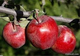مشکل صادرات سیب در استان نداریم