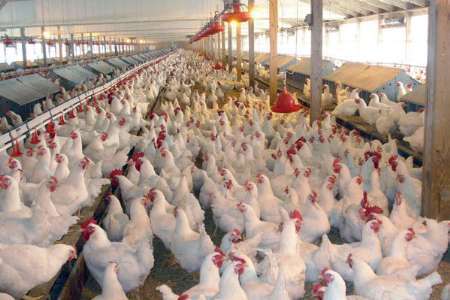 طرح کاهش وزن مرغ گوشتی در استان بوشهر اجرا شد