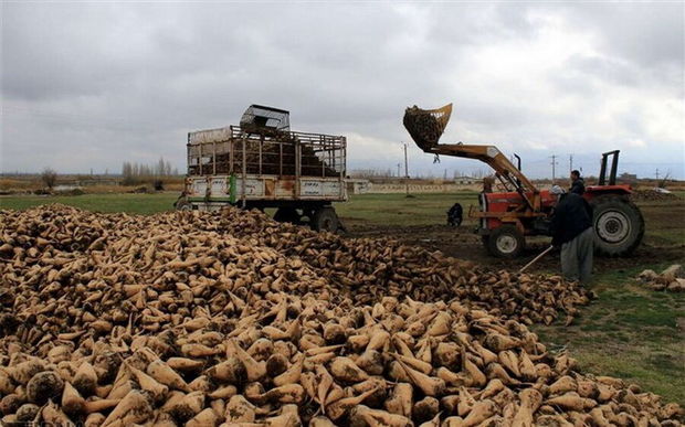 کشاورزان اسلام‌آبادغرب نباید بیشتر از سهمیه ابلاغی چغندرقند کشت کنند