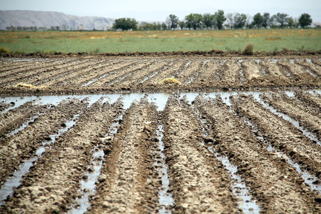 مصرف 90درصد منابع آبی خراسان شمالی در بخش کشاورزی