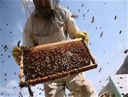 هشت تن عسل در شهرستان اردستان تولید شد