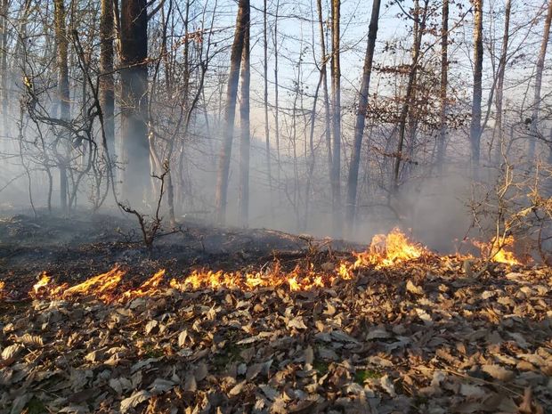یک مسئول : آتش سوزی ها در جنگل های شاندرمن سریالی و عمدی است