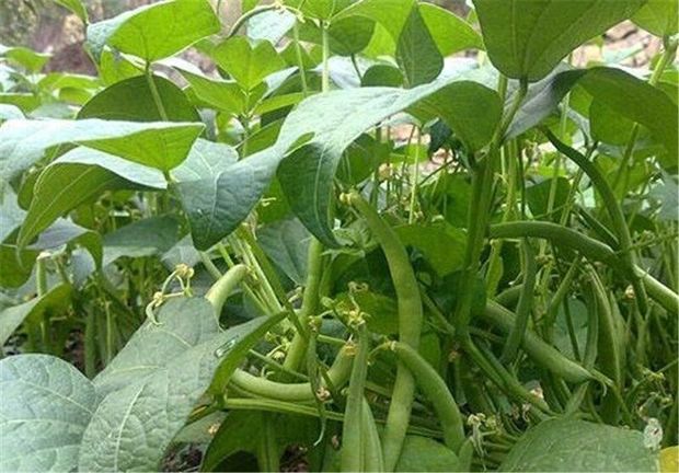زمان کشت حبوبات از بهاره باید به پاییزه تغییر پیدا کند