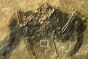 کشف فسیلی 45 میلیون ساله از اجداد هدهد + عکس