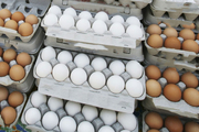 یک نکته عجیب در مورد گرانی تخم مرغ/ علت اصلی گرانی تخم مرغ چیست؟