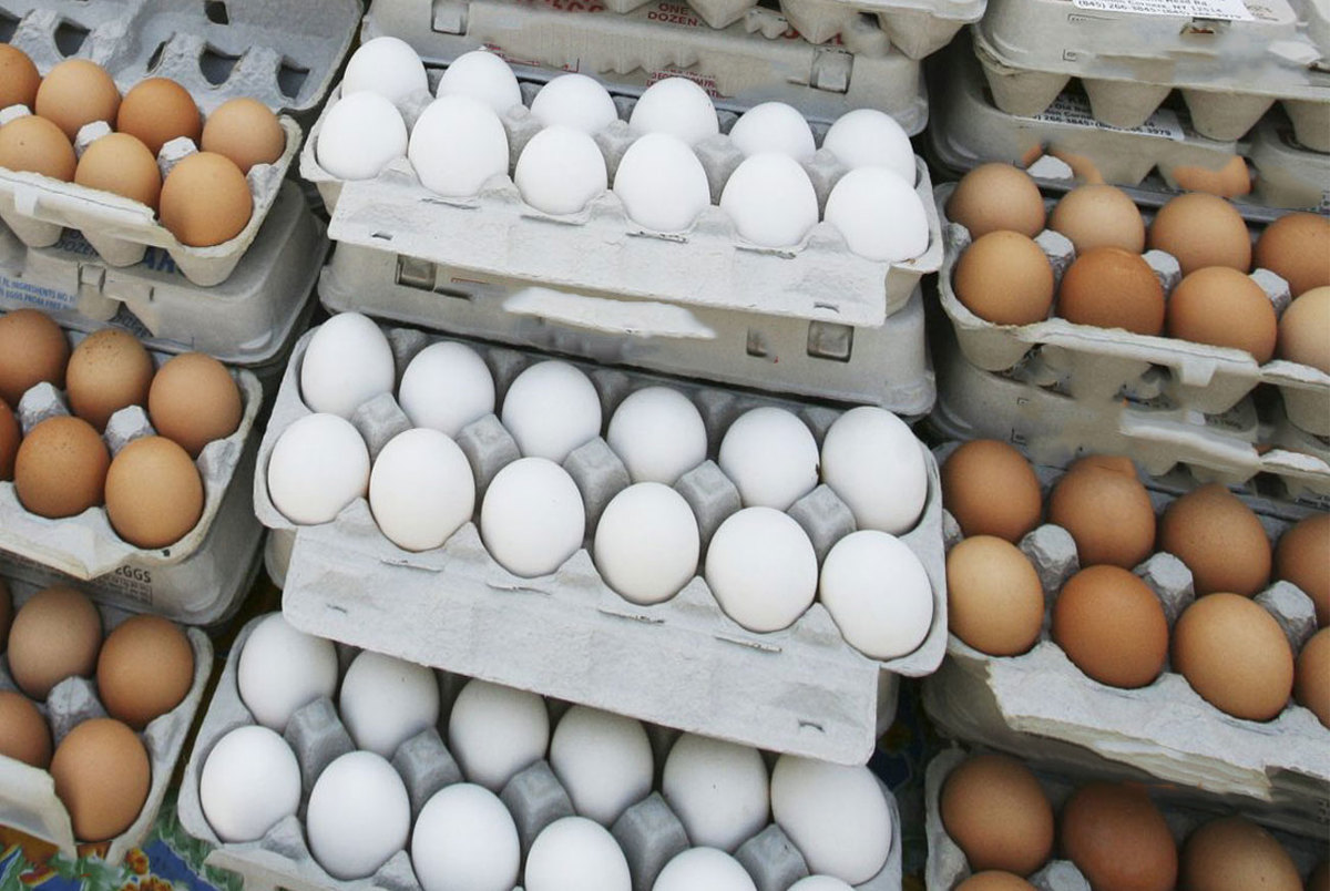 تخم مرغ اینترنتی به فروش می رسد/ آخرین قیمت هر شانه تخم مرغ