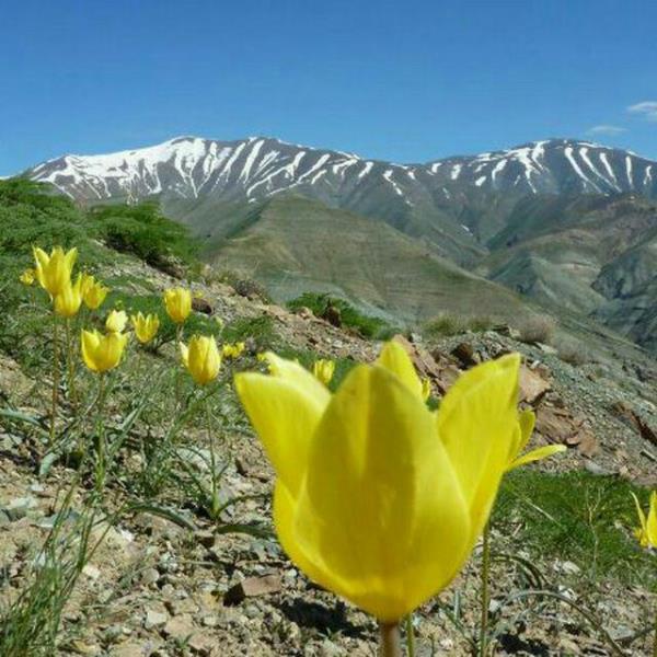 بیش از 8 هزار گونه گیاهی در ایران شناسایی شد