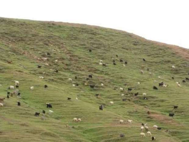 مراتع گلستان از کمک صندوق توسعه ملی برخوردار شد