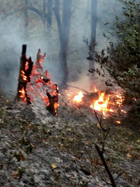 آتش سوزی پنگانه جنگل های مازندران مهار شد