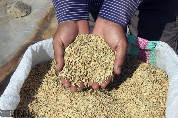 توزیع یک هزار و ۴۵۰ تن انواع بذر گواهی شده برنج در گیلان