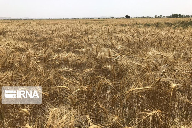 خوزستان،گندم مورد نیاز ۱۲.۵میلیون نفر را تولید می‌کند
