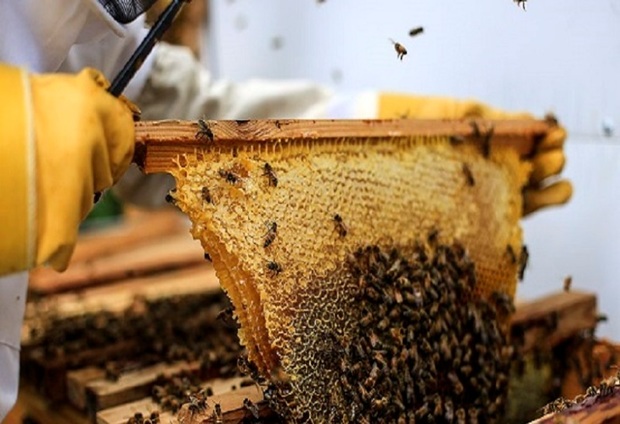 65 تُن عسل در بیجار تولید شد