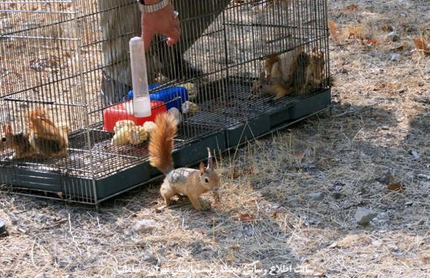 30 بطانه سنجاب و 2 جوجه تیغی در سروآباد رهاسازی شد