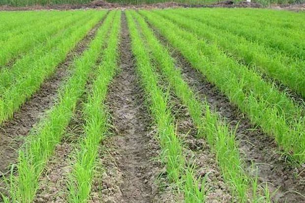 خشکه کاری، راهکاری برای صرفه جویی آب در مزارع برنج