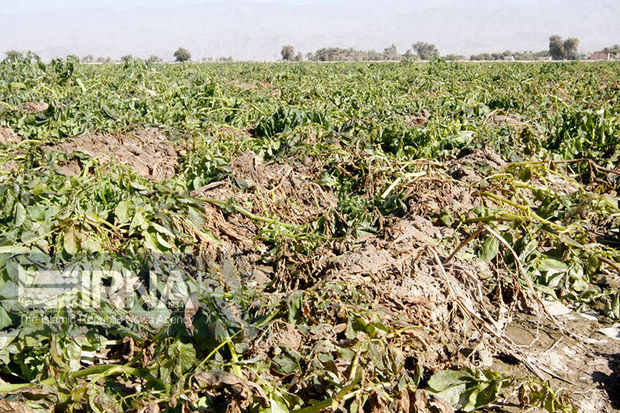 ایجاد مسیرهای انحرافی در مزارع قزوین برای پیشگیری از سیل