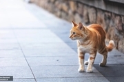 هشدار به ژاپنی ها در مورد یک گربه! + عکس