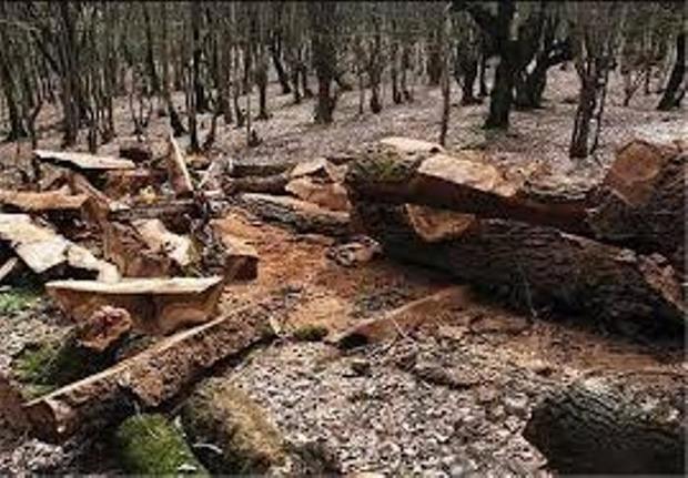 10 تن چوب جنگلی قاچاق در لاهیجان کشف شد