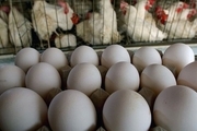 قاچاق گسترده تخم مرغ تکذیب شد